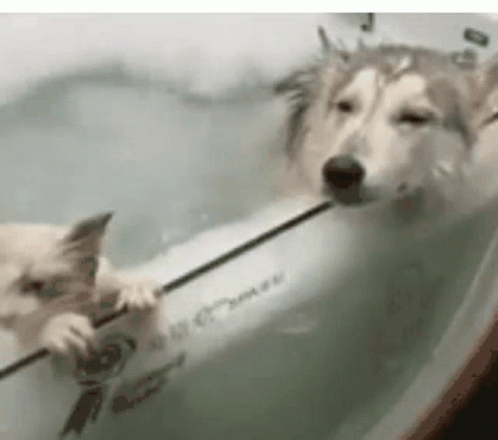 two dogs are in the bathtub and one dog is holding a rope