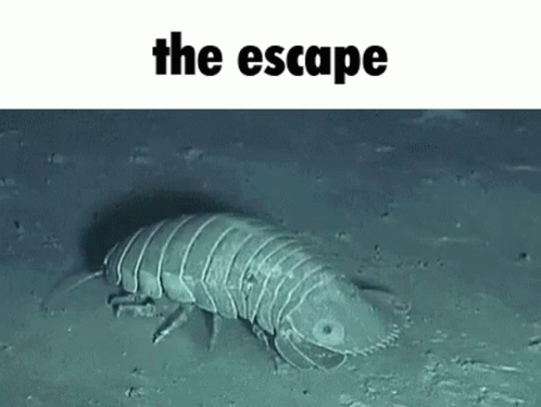 an animal standing on a dirty floor next to the caption the escape