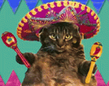 black cat in a sombrero on colorful background