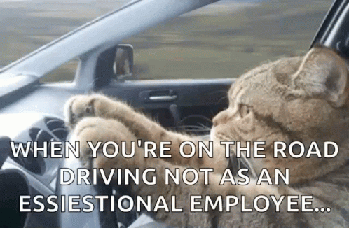 a stuffed bear driving a car and a funny saying about the drivers safety rules