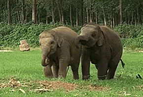 two elephants that are walking in the grass