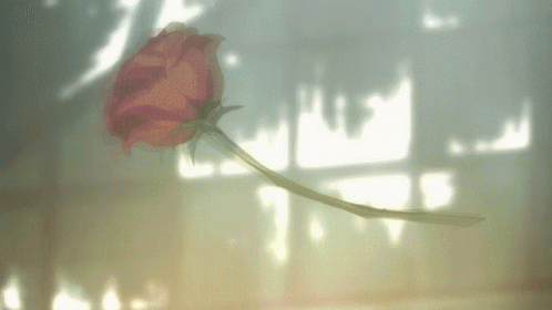 the shadow of a rose is seen on the wall