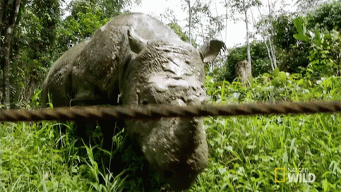 an elephant walking through lush green grass next to a wire