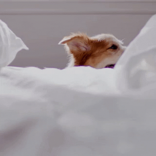 a puppy peeking through pillows at soing