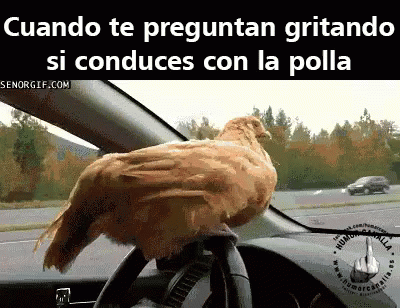 a bird sitting on the dashboard of a vehicle