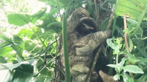 a big sloth hanging out in a tree
