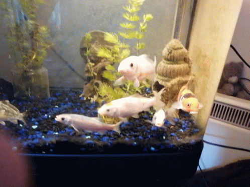 many fish in an aquarium with plants and rocks
