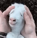 a stuffed goat that is next to his hand and ear