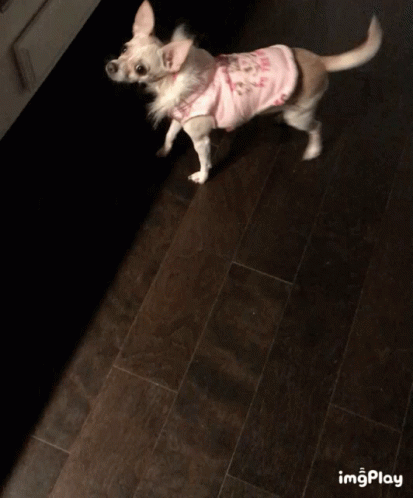 a small dog wearing a shirt in the dark