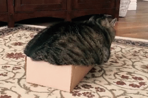 a cat sleeping on top of a white box on the floor