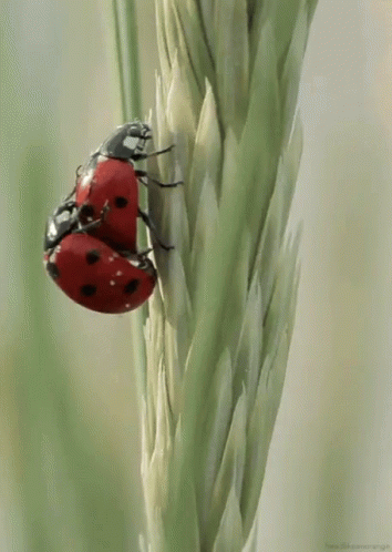 lady bugs on tall plant with green leaves