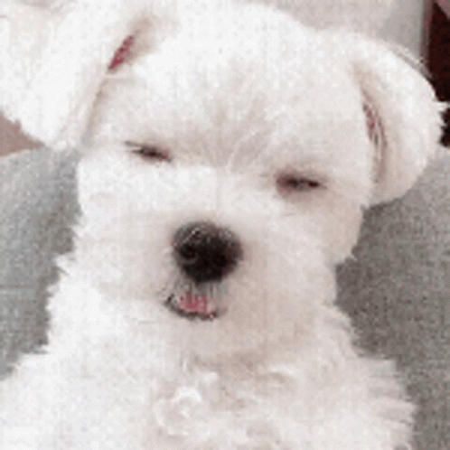 a white dog has his eyes closed with one paw on his head