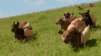 a group of cattle standing on top of a lush green field
