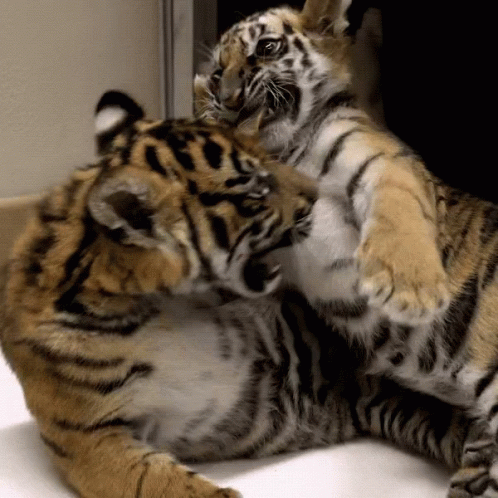 two adult tigers sitting on top of each other