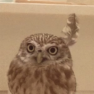 a bird standing in a bath tub with its head slightly turned