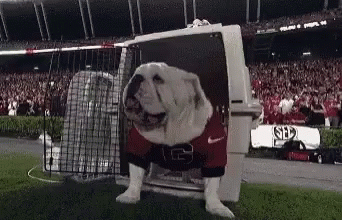 a bulldog is sitting inside of a cage in the center of a stadium