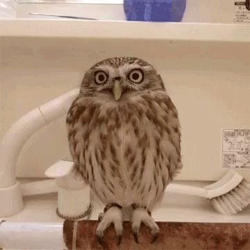 a cute small owl sitting inside of a container with blue paper and toothbrushes