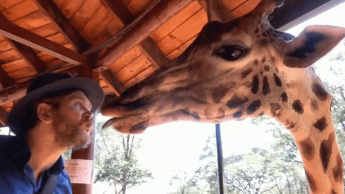 a giraffe with it's tongue sticking out of the top