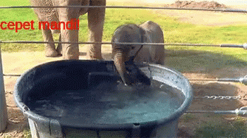 a baby elephant standing in a wooden tub while an older elephant is inside the fence
