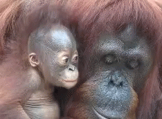 an adult oranguel holding the baby of it's pouch