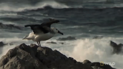 a seagull standing on a rocky cliff next to an ocean