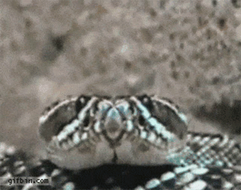 a snake with the end of its head resting on a floor