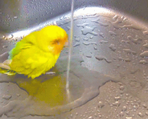a green bird is sitting in a bathtub