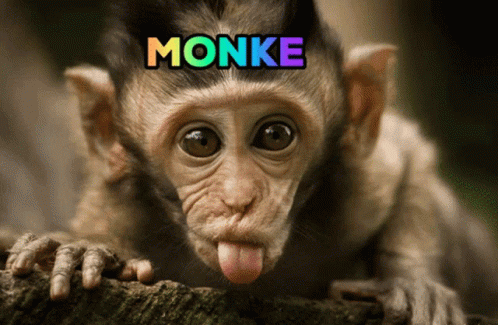 a monkey with the word monk on his forehead