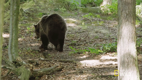 a bear walks along a trail between some trees