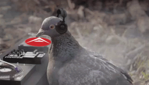 pigeon standing next to a record player with headphones on