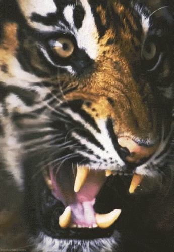 a large tiger with it's mouth open and teeth wide open