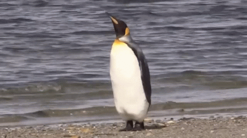 a penguin is standing in front of the water