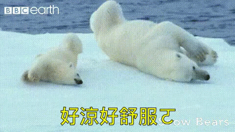 a polar bear laying down on the snow