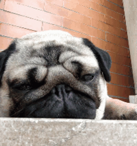 a dog with its eyes closed by a brick wall
