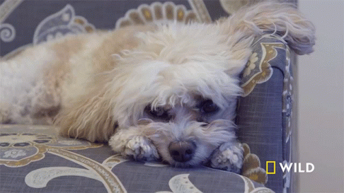 dog with white hair sleeping on a patterned chair