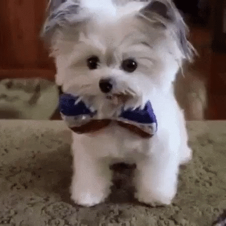 a small white dog with a bow tie
