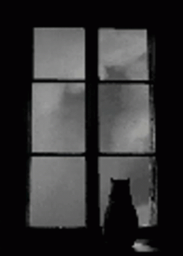 a cat sitting in the middle of a room looking out a window