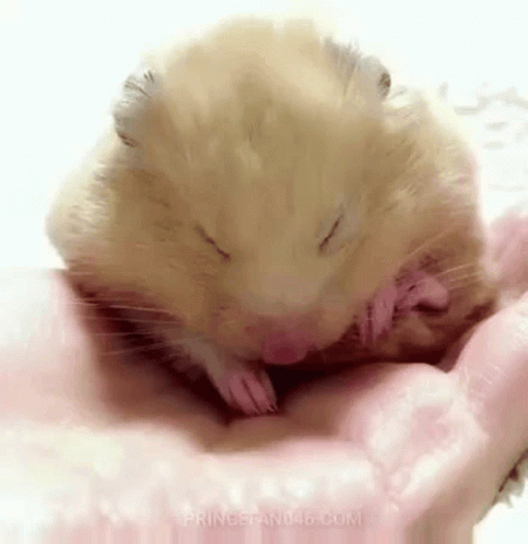 the white rat is sleeping and licking its paws