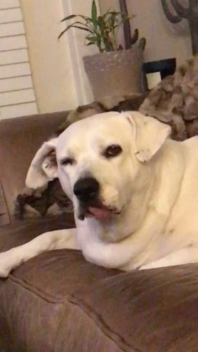 a white dog laying on a couch with its tongue out