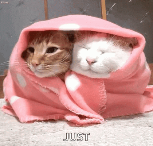 two cats are hiding under the blanket together