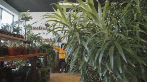 there are many potted plants in the plant store