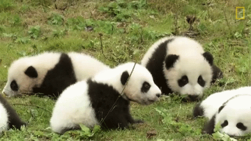 a group of three panda bears laying in the grass