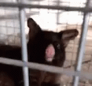 a black cat in a metal cage is sticking its tongue out