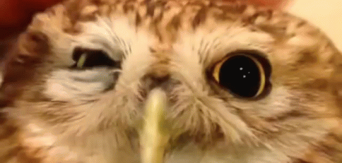 close up pograph of an owl staring with a tooth brush in it's mouth