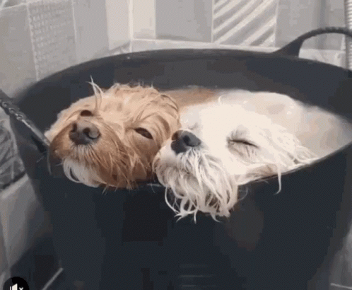 two dogs are taking a bath together in the tub