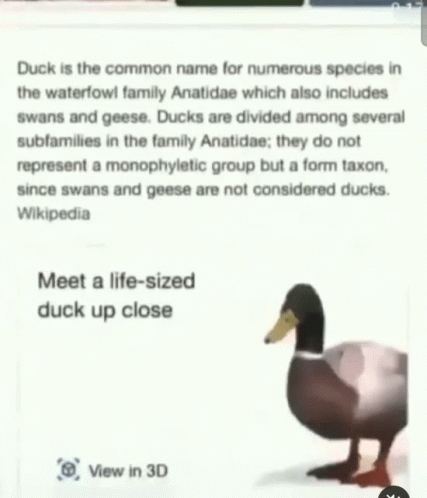 a text description from a social site, that shows ducks