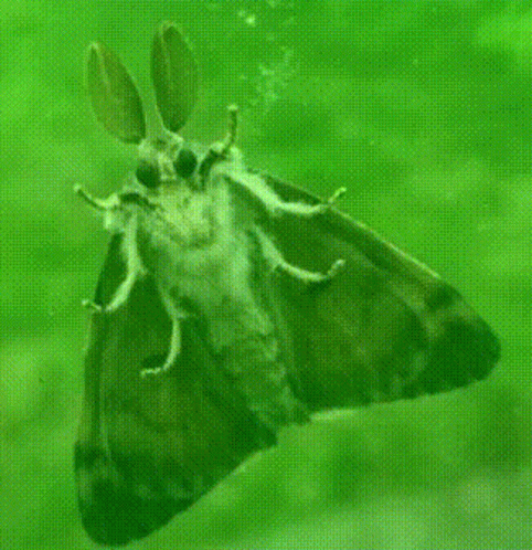 a moth on the bottom and the head of a moth above water