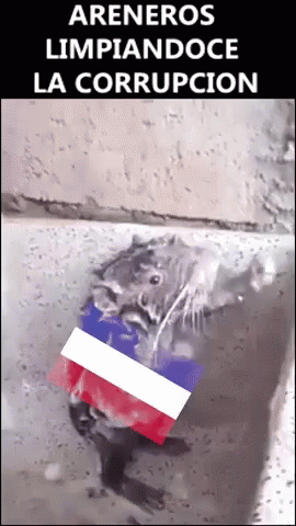 a small animal holding a flag on it's back