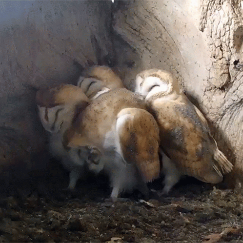 owls are nesting together in a nest