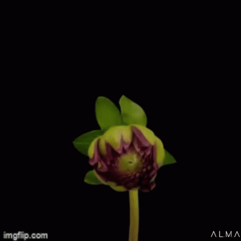 an artistic po of an artificial flower that has purple petals and has green leaves on it